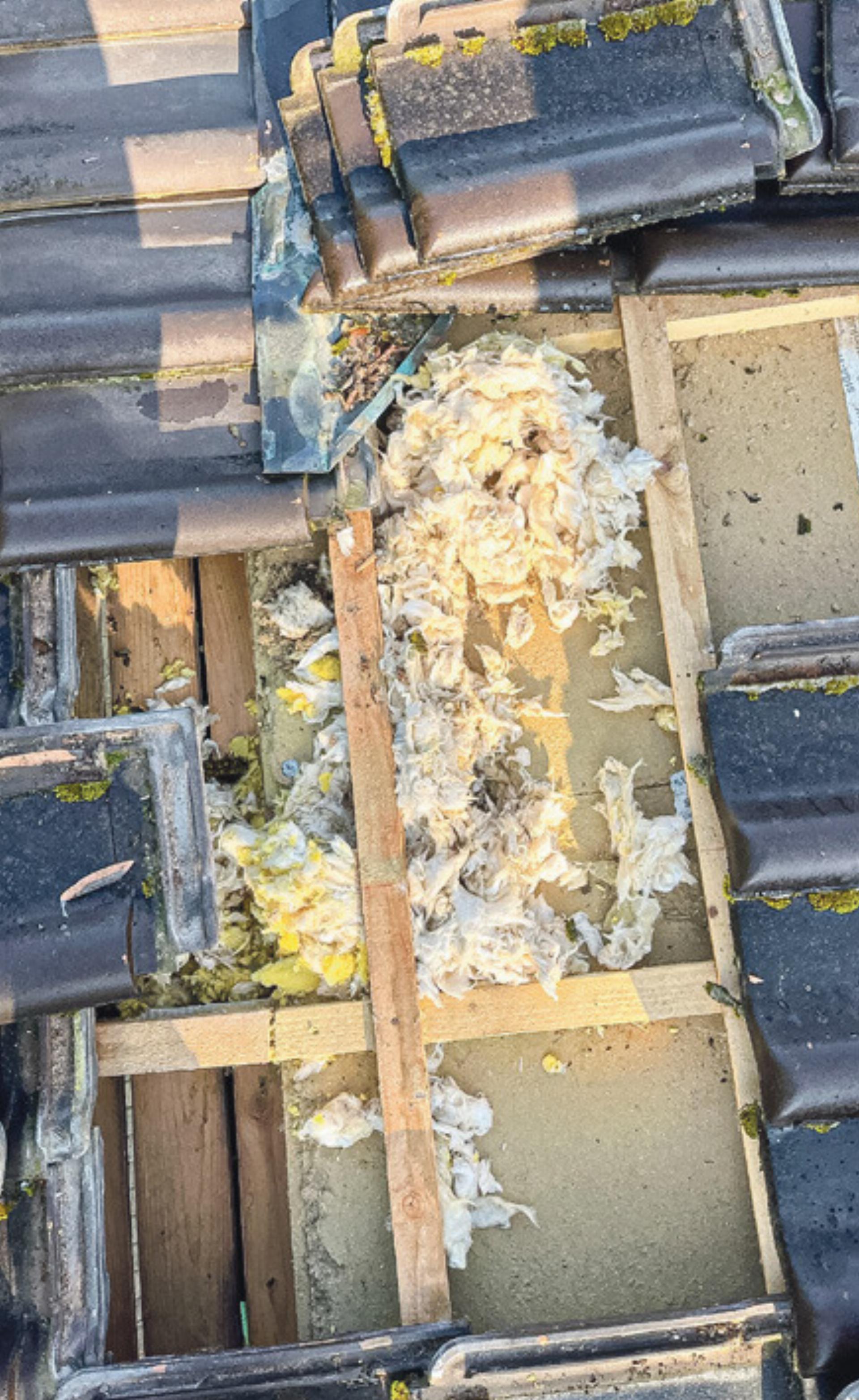 Vor Mardern geschützt - Das Bild wird blockiert. – Möglicherweise durch einen aktiven Adblocker.