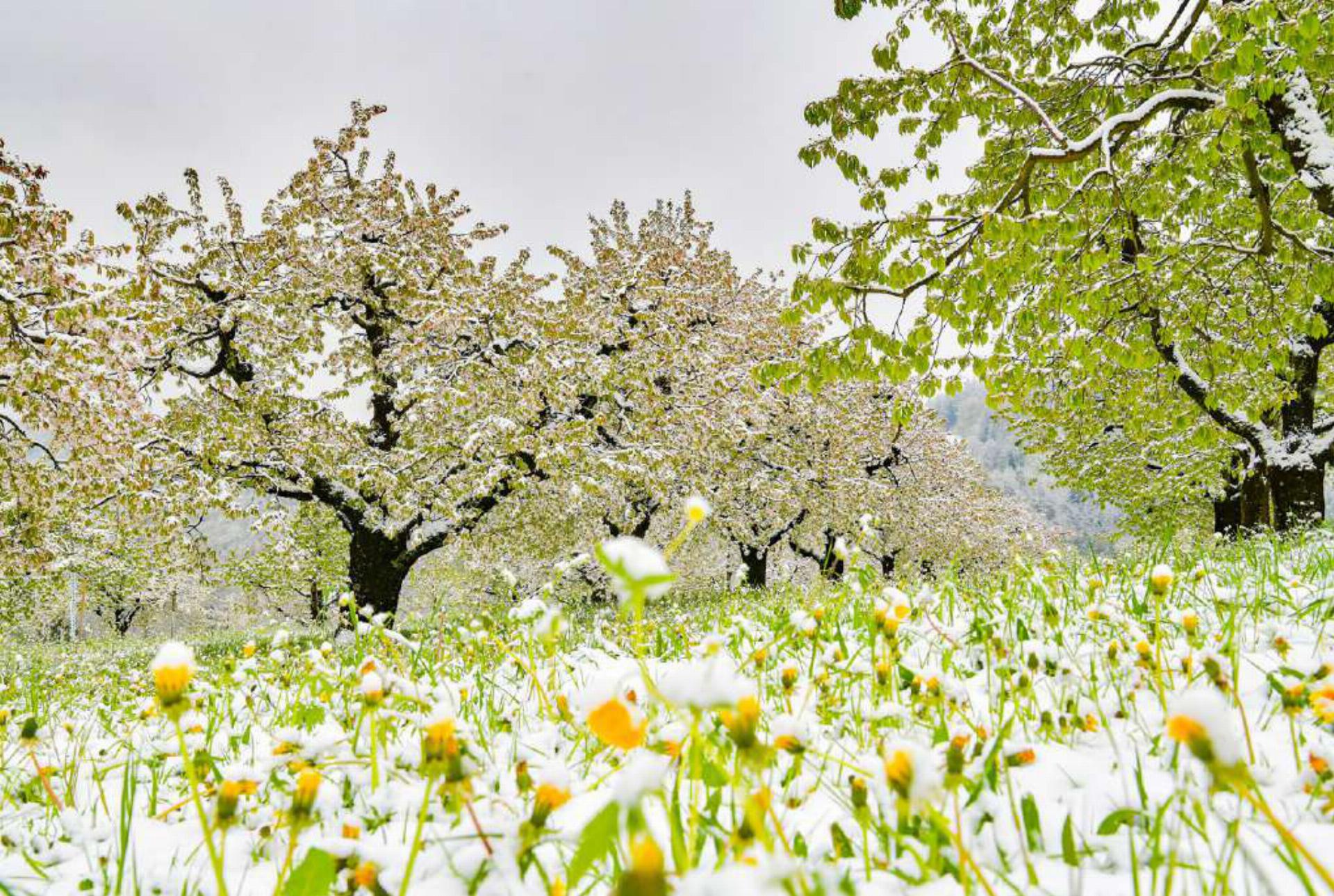 Die April-Wetterkapriolen haben mehrere Leserinnen und Leser dazu animiert, uns ihre Frühlings-Winterbilder zu senden, die sie am Wochenende gemacht haben. So auch Franz Schweizer aus Bretzwil. Bild zvg