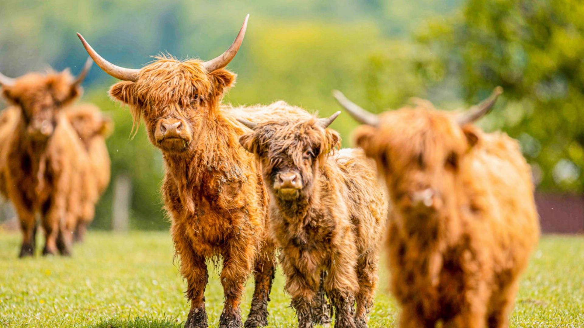 Naturfotografien und «Pinstriping»