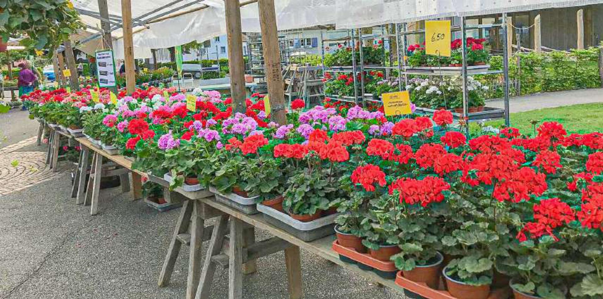 Der Geranien- und Blumenmarkt bietet eine vielseitige Auswahl. Bild Archiv vs