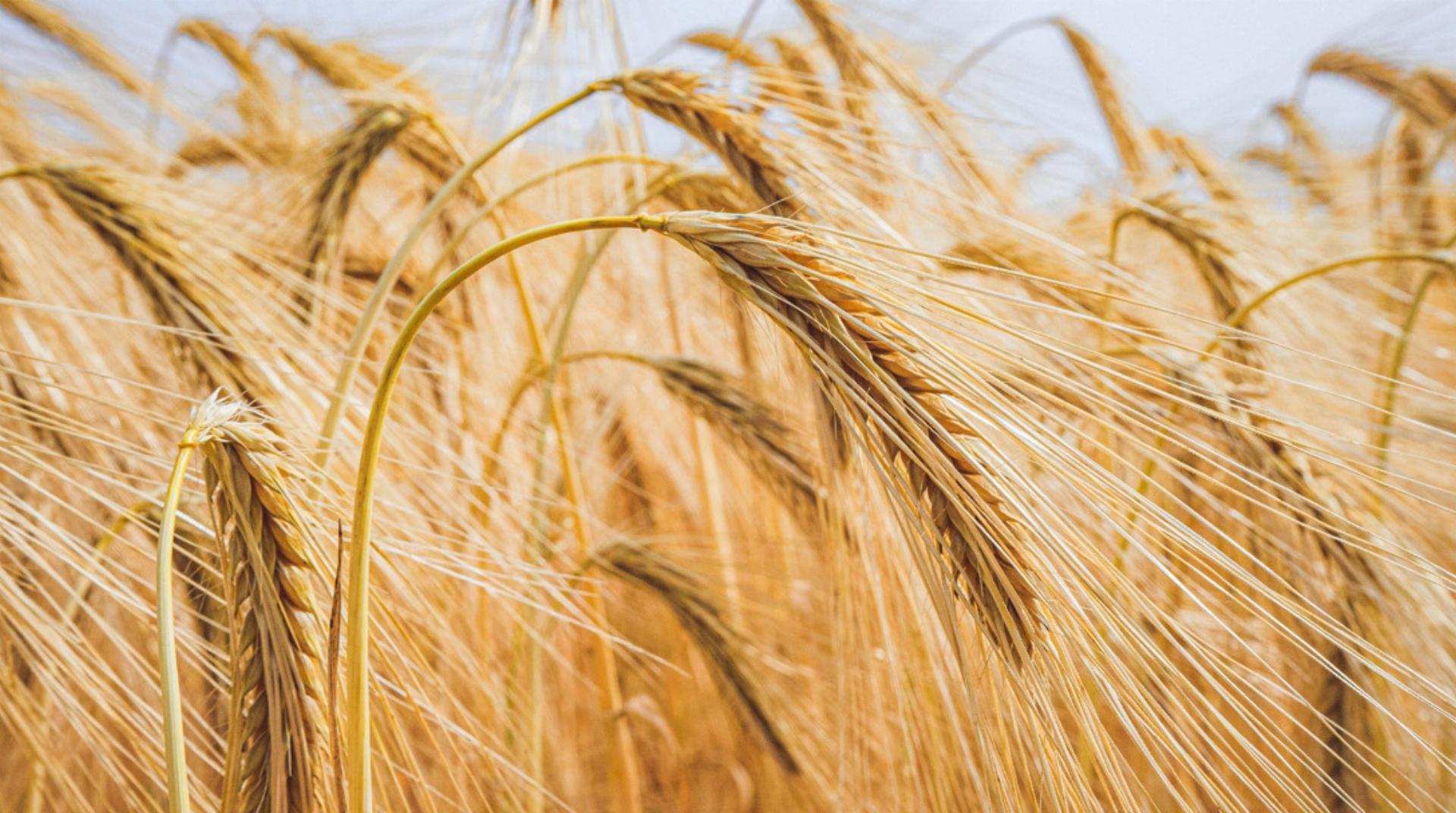 August – Krönung des Sommers