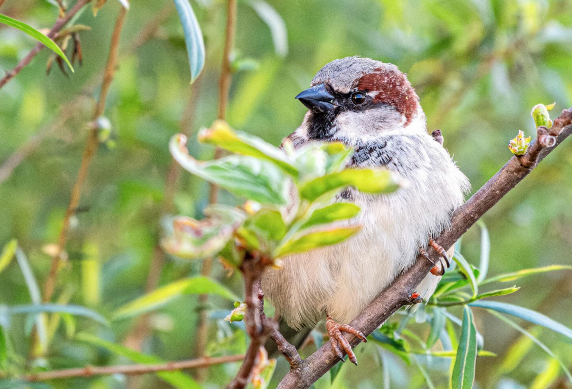 Welcher Vogel pfeift denn da? - Das Bild wird blockiert. – Möglicherweise durch einen aktiven Adblocker.