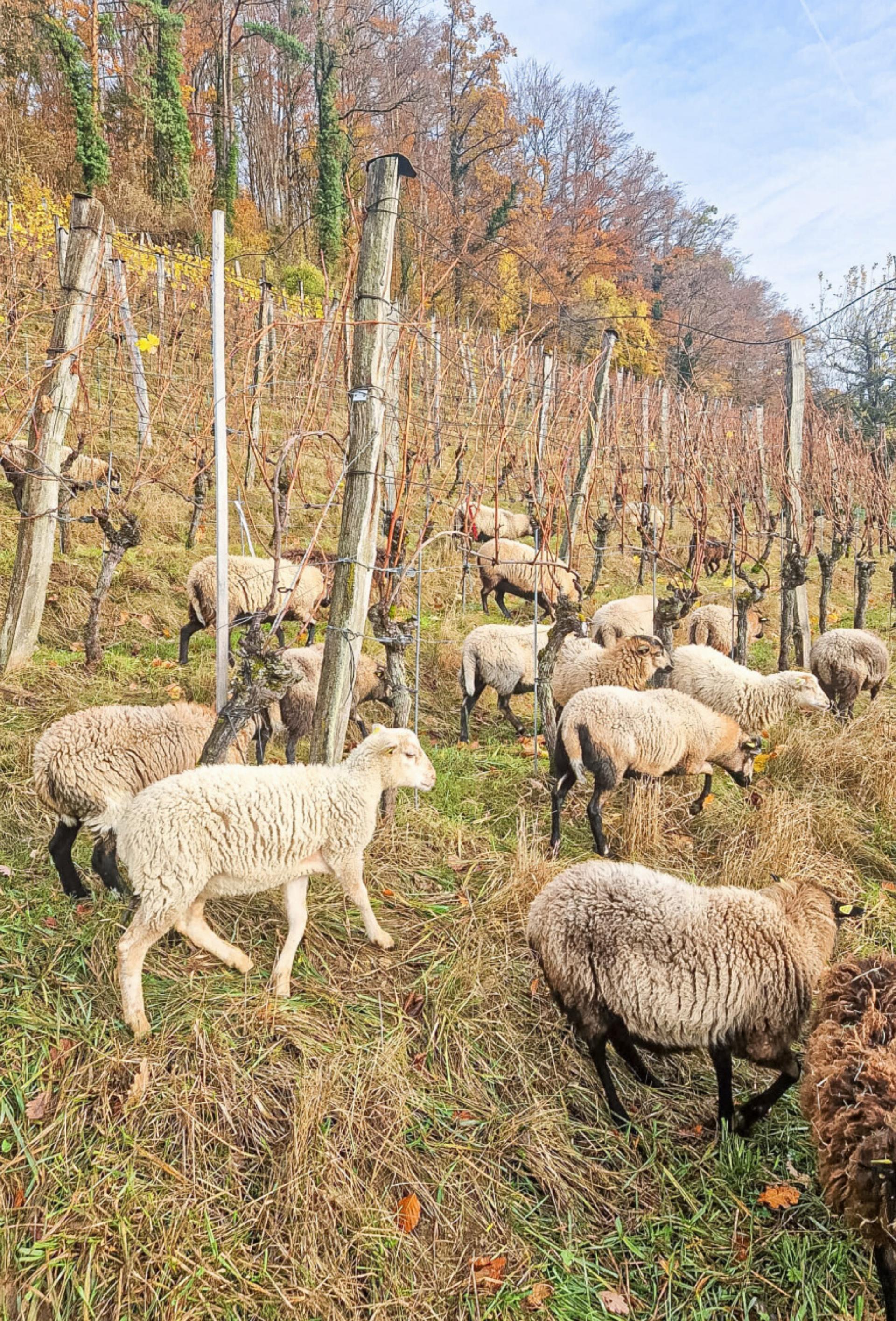 Vierbeiner helfen bei der Pflege von Grünflächen … - Das Bild wird blockiert. – Möglicherweise durch einen aktiven Adblocker.