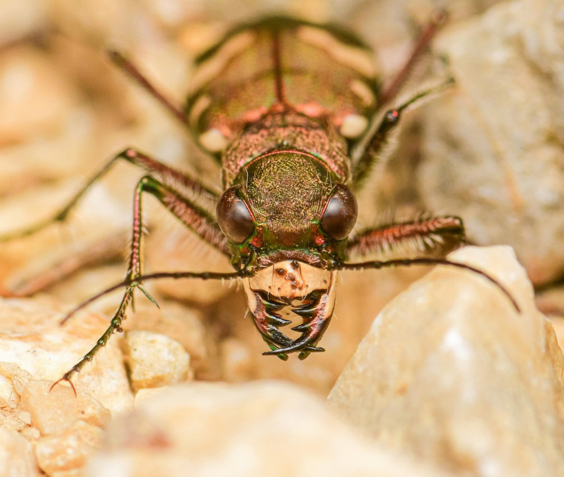 Von Bergsandlauf-, Holzkäfern und Holzwespen - Das Bild wird blockiert. – Möglicherweise durch einen aktiven Adblocker.