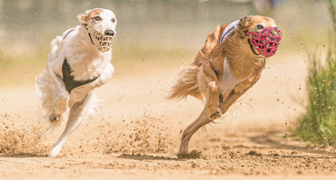Zsalima (rechts) während eines Rennens. Zu Beginn ihrer Sportkarriere hatte die Hündin Angst vor dem Hasenfell, dem die Hunde nachjagen sollen.
Bild zvg Zsalima (rechts) während eines Rennens. Zu Beginn ihrer Sportkarriere hatte die Hündin Angst vor dem Hasenfell, dem die Hunde nachjagen sollen.
Bild zvg