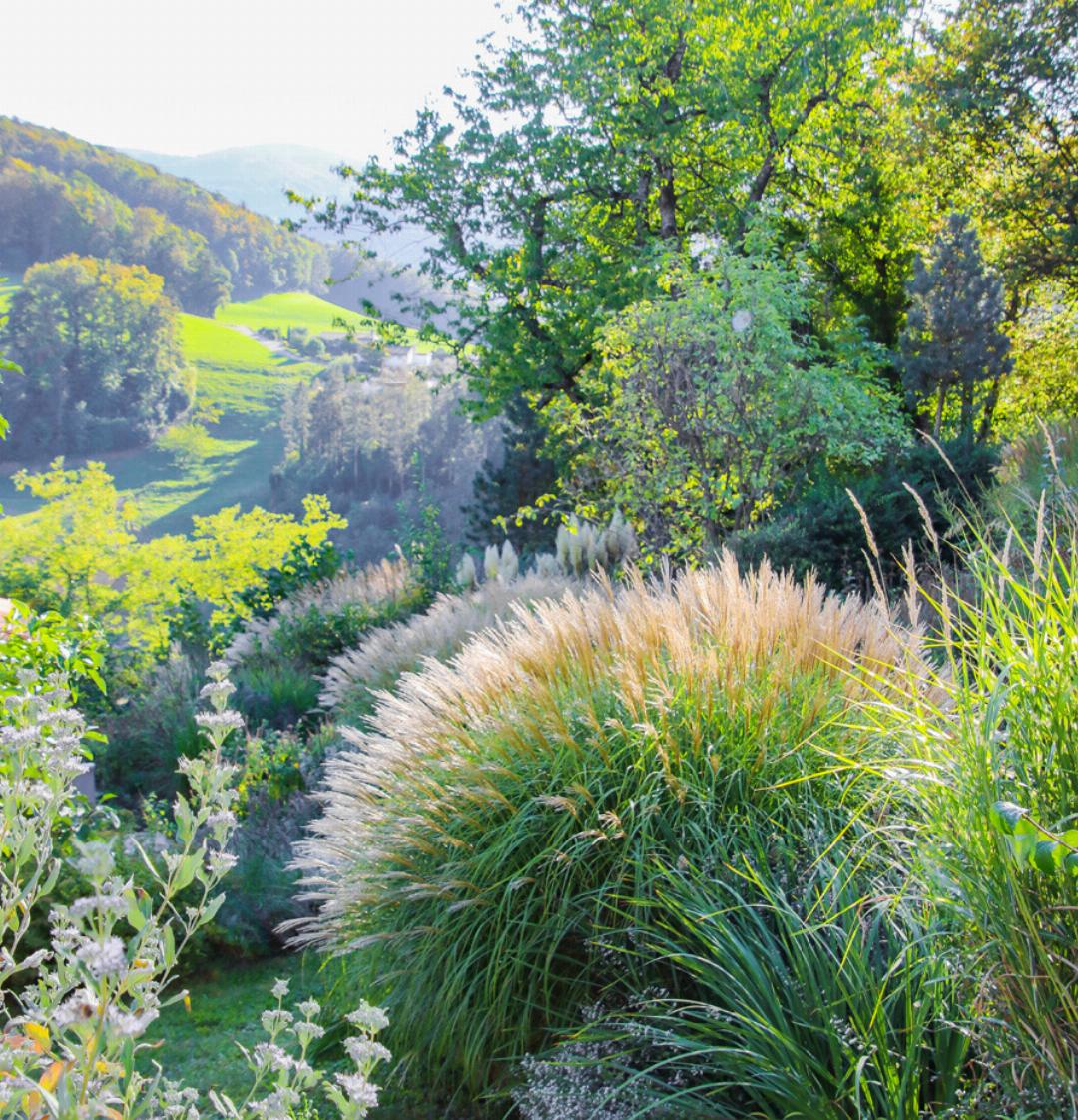 Gräser und Bartblume verleihen dem Hochsommergarten Leichtigkeit und ergänzen die anderen Pflanzen. Gräser und Bartblume verleihen dem Hochsommergarten Leichtigkeit und ergänzen die anderen Pflanzen.