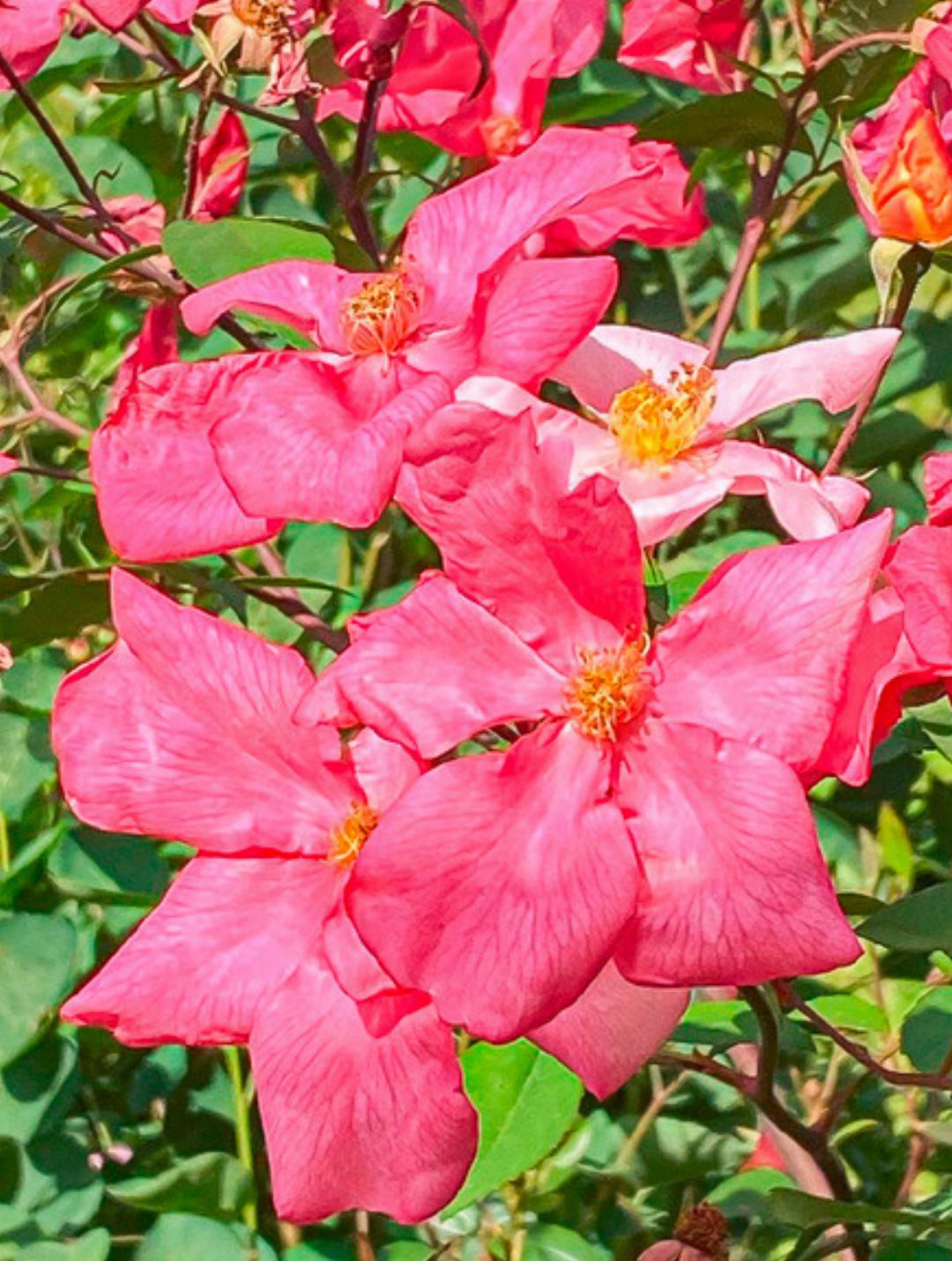 Die Strauchrose «Mutabilis» blüht im Sommer mehrmals. Die Strauchrose «Mutabilis» blüht im Sommer mehrmals.