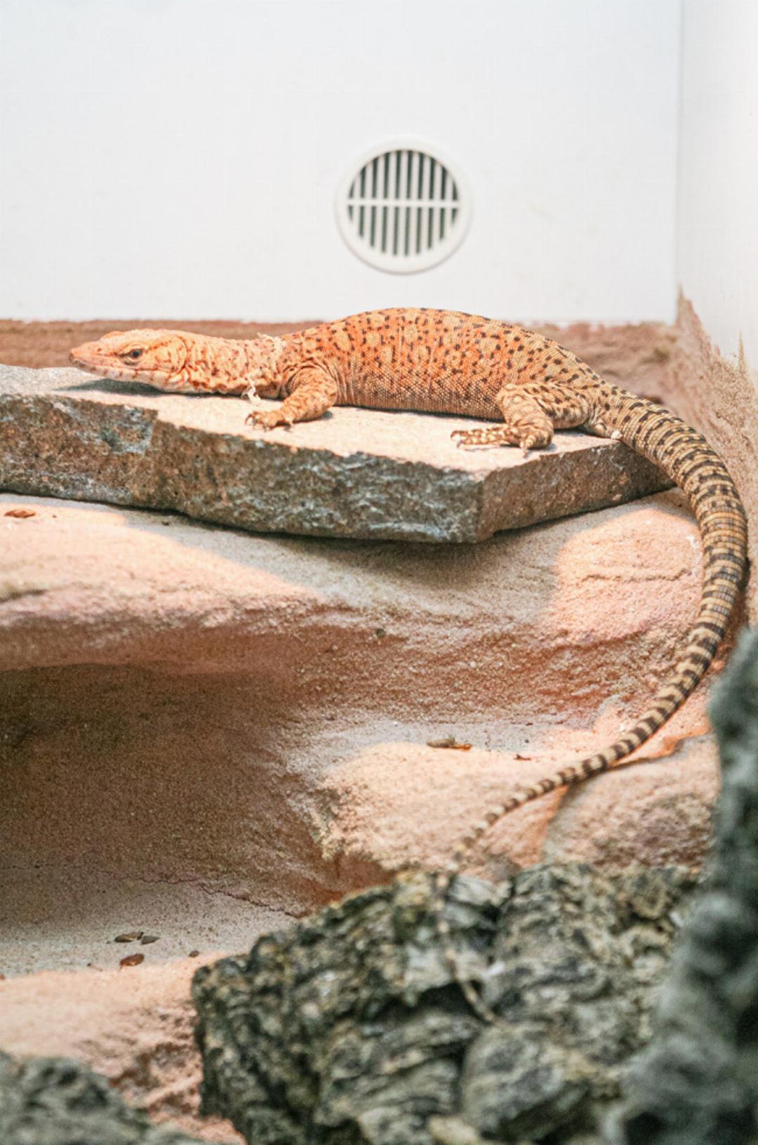 Auf der Reptilienbörse waren neben Schlangen beispielsweise auch Felsenwarane (Bild) zu sehen. Auf der Reptilienbörse waren neben Schlangen beispielsweise auch Felsenwarane (Bild) zu sehen.