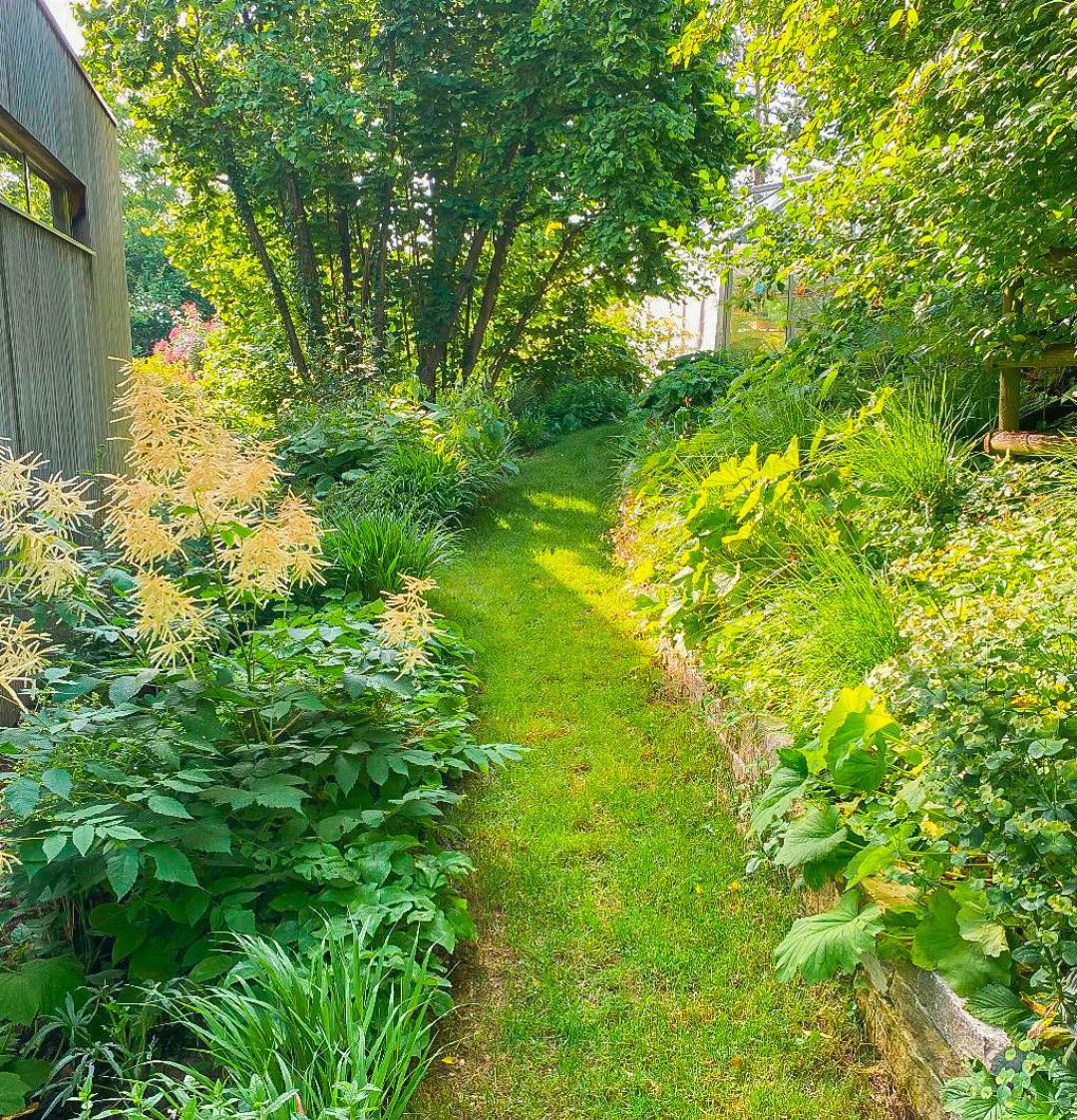 Entlang der Nordseite des Hauses zieht sich ein teils schattiger Weg – bepflanzt mit Stauden. Entlang der Nordseite des Hauses zieht sich ein teils schattiger Weg – bepflanzt mit Stauden.
