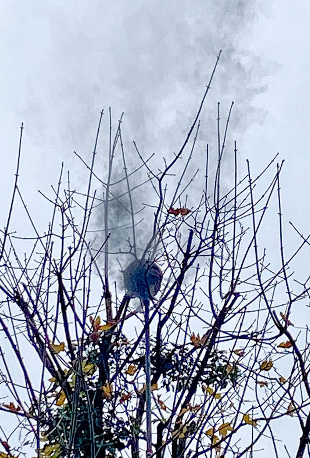 Das Hornissennest hoch im Ziefner Baum wird mit einer langen Lanze angestochen. Danach wird mit Druckluft Aktivkohle durch einen Schlauch ins Nest geblasen und die Tiere verenden. Bilder David Thommen Das Hornissennest hoch im Ziefner Baum wird mit einer langen Lanze angestochen. Danach wird mit Druckluft Aktivkohle durch einen Schlauch ins Nest geblasen und die Tiere verenden. Bilder David Thommen