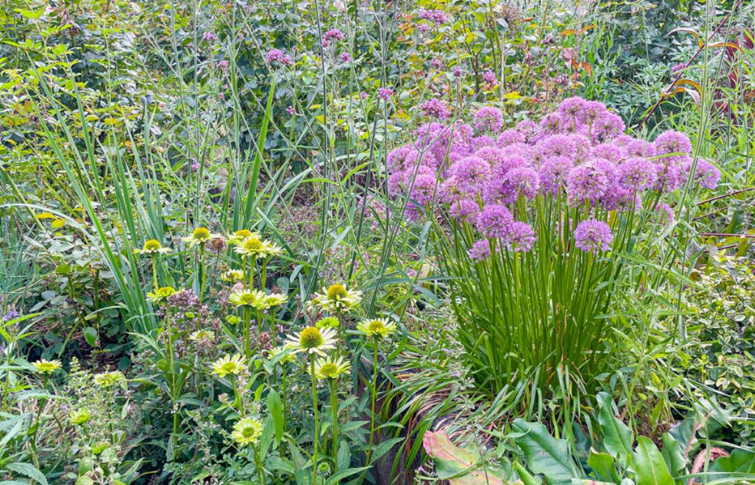 Patagonisches Eisenkraut, Zierlauch «Summer Beauty», Sonnenhut «Cream Jewel» sowie Strandflieder strahlen im Garten von Dominique Schnetzer. Patagonisches Eisenkraut, Zierlauch «Summer Beauty», Sonnenhut «Cream Jewel» sowie Strandflieder strahlen im Garten von Dominique Schnetzer.