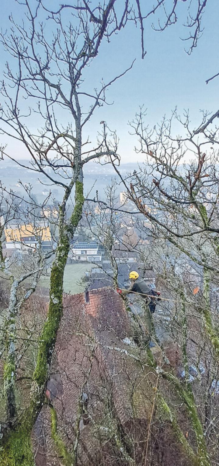 Entlastungsschnitt über einer Scheune – eine von vielen Arbeiten von Baumpfl ege Basler. Bild zvg