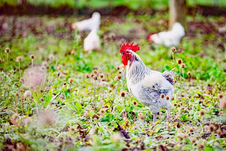 Im Baselbiet gelten wegen der Vogelgrippe zurzeit keine Einschränkungen für das Halten von Hühnern im Freien. Wegen fehlender grösserer Gewässer besteht im Baselbiet kein grosses Risiko. Bild Peter Sennhauser