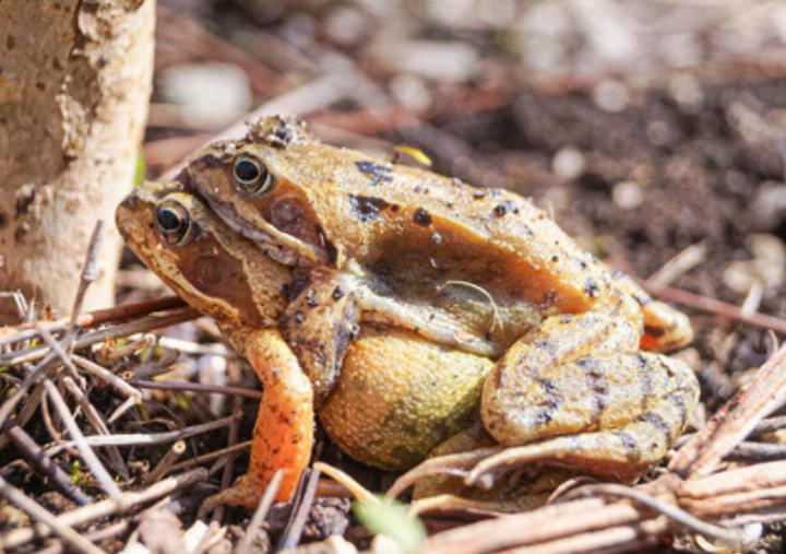 Die Grasfroschpärchen wandern zum Gewässer. Bild zvg / Urs Tester