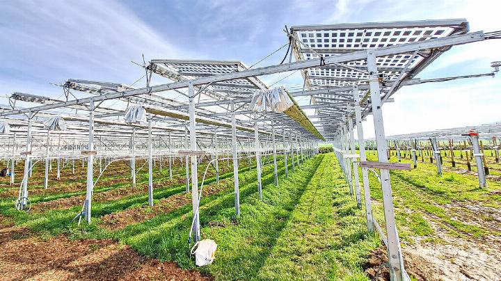 Wie auf dieser Himbeeren-Anbaufläche im Kanton Luzern kämen auch Beerenanlagen im Baselbiet für die Installation einer Photovoltaikanlage infrage. Bild zvg / agroscope