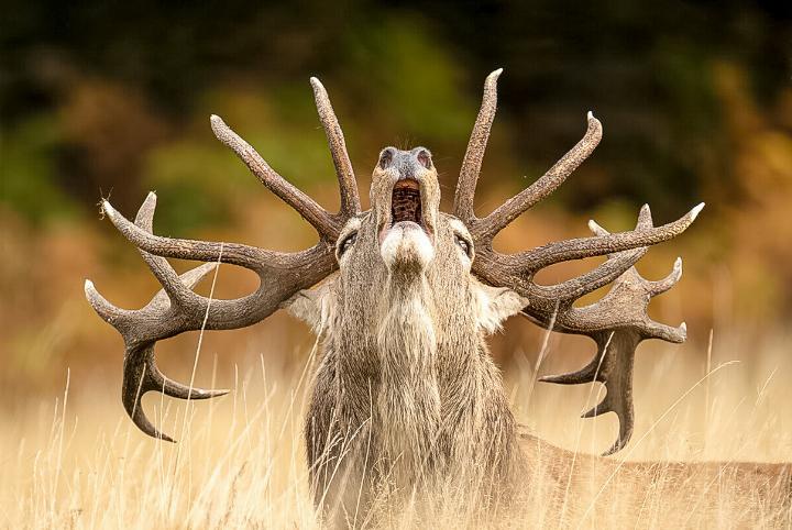 Die herausragendsten Naturfotos des Jahres werden im Wettbewerb gekürt und in der Ausstellung gezeigt. Bild zvg / Jamie Smart, Wildlife Photographer of the Year
