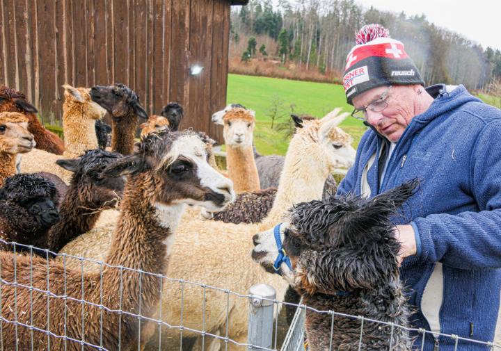 Züchter Markus Gysin mit seinem dreijährigen Hengst Sponti und einem Teil seiner Alpaka-Herde. Bild Elmar Gächter