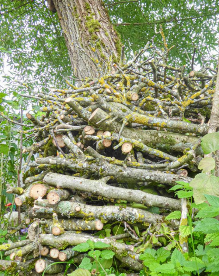 Leuchtende Flechten geben dem toten Holz Farbe. Heinz Döbeli