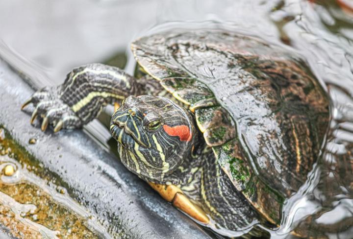 Rotwangen-Schmuckschildkröten sind gut erkennbar an ihren kräftig orangen bis roten Schläfendecken.
Bild zvg