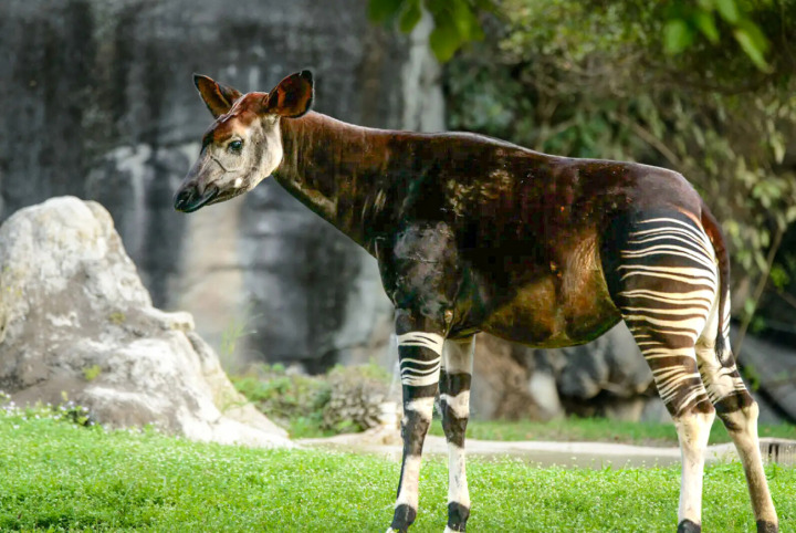 Das Okapi wird auch Waldgiraffe genannt, lebt im Kongo und ist vom Aussterben bedroht. Bild zvg