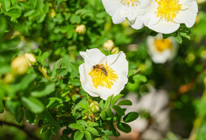 Im Angebot sind auch einheimische Rosen wie die Reichstachelige Rose, die von Mai bis Juni blüht und eine wichtige Bienenweide ist. Es handelt sich um einen Wurzelkriech-Pionier, der mit seinen verzweigten Ausläufern zur Bodenstabilisierung beiträgt.
Bild zvg