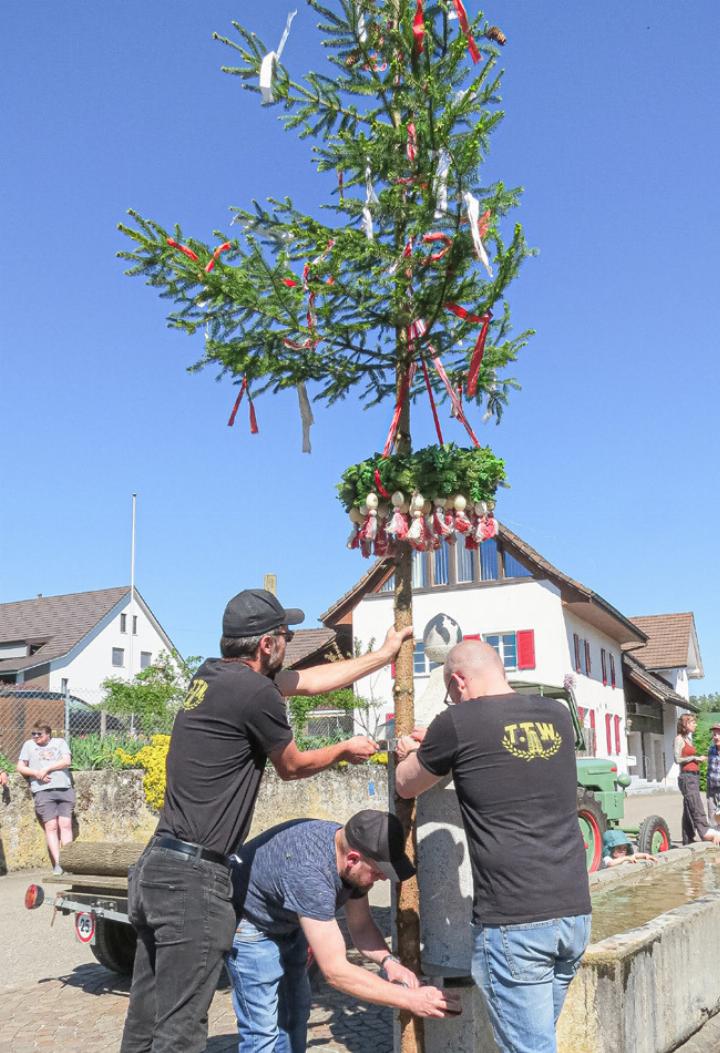 Mit Muskelkraft wird der sieben Meter hohe Maibaum an seinem Ort am Brunnen befestigt. Bild svr.