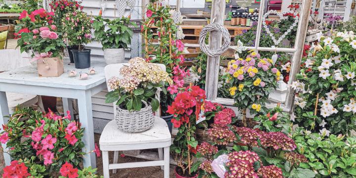 Eine abgestimmte Pfl anzenauswahl sorgt für ein angenehmes Dufterlebnis – über Wochen hinweg. Bild zvg