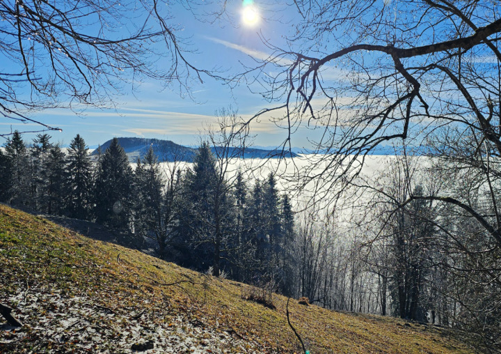 Aufgelichteter Waldrand, Muniweid. Bild zvg / MerNatur