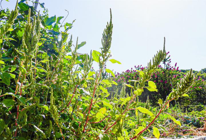 Amarant in einem Garten in Milopotamos, 
Kythira, Griechenland.
Bild Heinz Döbeli