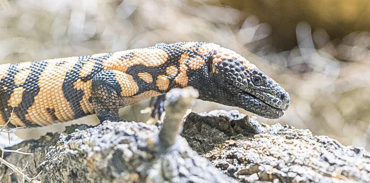 Gila-Echse, Ideengeberin für ein «Fettweg»-Medikament. Bild zvg / Zoo Basel