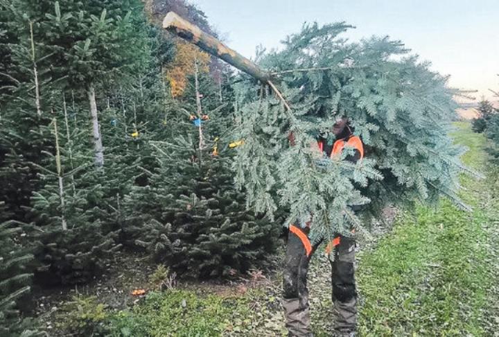 Die Bäume können selber geschnitten oder schon geschnitten gekauft werden. Bild zvg