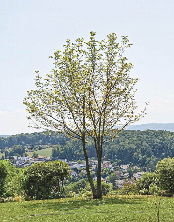 Eine Magnolie, die in Schirmform gebracht wurde.
Bild zvg
