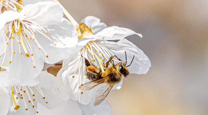 Eine Honigbiene beim Pollensammeln an Kirschenblüten.