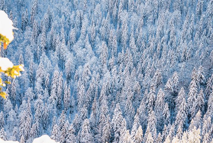 Jan Furler aus Bubendorf genoss diese grandiose Aussicht auf einen verschneiten Tannenwald.