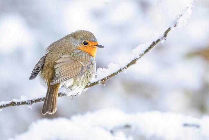 Das Rotkehlchen, im Volksmund «Rotbrüschtli» genannt, wagt sich vor allem im Winter nahe an den Menschen heran. Bild zvg/«BirdLife Schweiz»