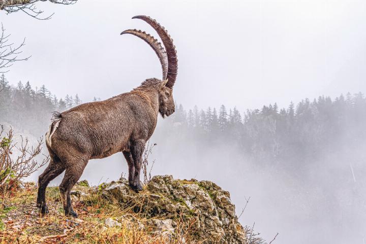 Jan Furler aus Bubendorf konnte den Moment festhalten, als der «König der Berge» in das vernebelte Tal hinabschaute.