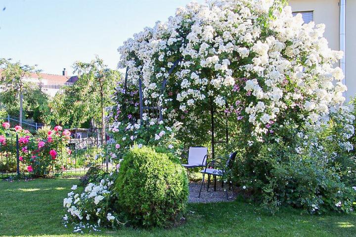 Damit die blühenden Rosen gut zur Geltung kommen, braucht es einen artgerechten Schnitt. Bild zvg