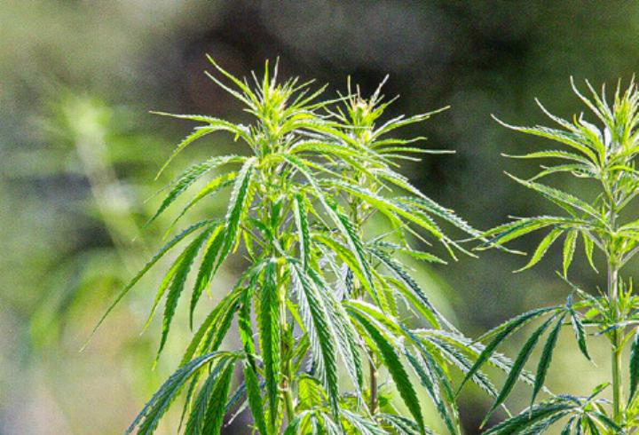 Mehr als 2000 Cannabis-Pflanzen wurden von der Polizei beschlagnahmt. Bild zvg