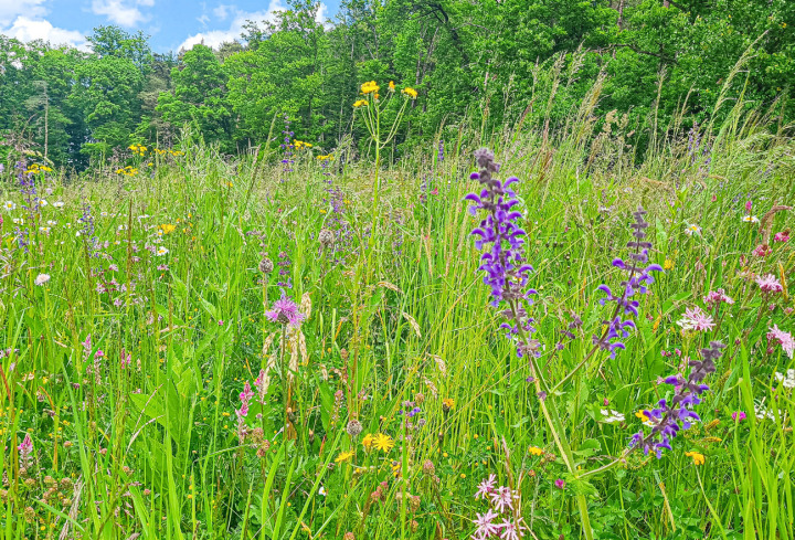 Auf der knapp 4500 Quadratmeter grossen Wiese in Hölstein wachsen Wildblumen und -gräser. Bild Marianne Ingold