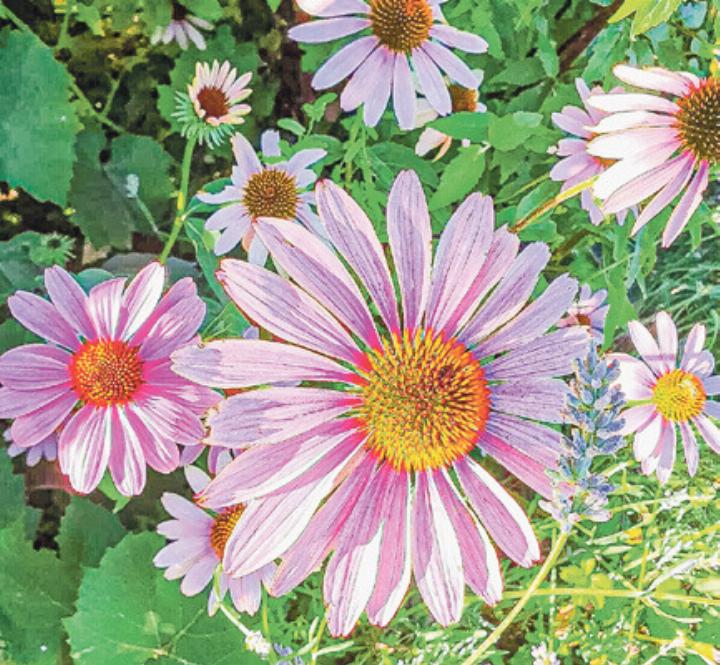 Auch Heilpfl anzen werden im Kurs thematisiert. Bild zvg