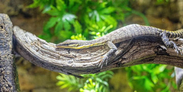 Ein Glauerts Felsenwaran hat es sich in seinem Terrarium auf einem Ast gemütlich gemacht. Bilder Michael Herrmann