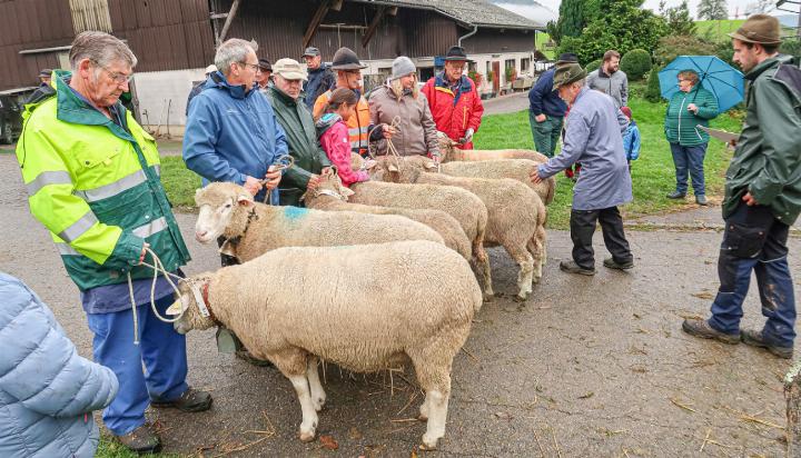 Ein Bild aus unbeschwerteren Tagen: Tierhalter, Schafe und Interessierte an der Schafschau auf dem Schillingsrain in Liestal, mit Schafzüchter Ambros Zurfluh (links). Bild Elmar Gächter.