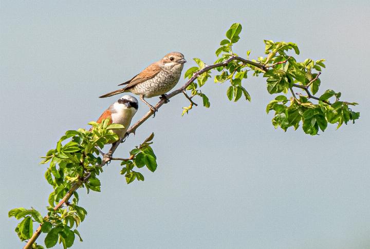 Der Neuntöter braucht dornenreiche Hecken für das Nest und Brachen sowie Weiden für die Futtersuche. Bilder Daniel Zwygart