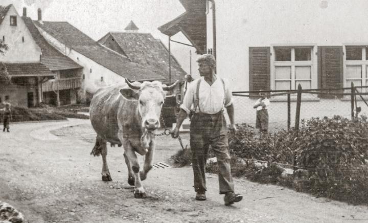 Ein Bild aus dem alten Bauerndorf: Emil Brand-Buser führt am 1. Mai 1946 eine Kuh nach Hause.