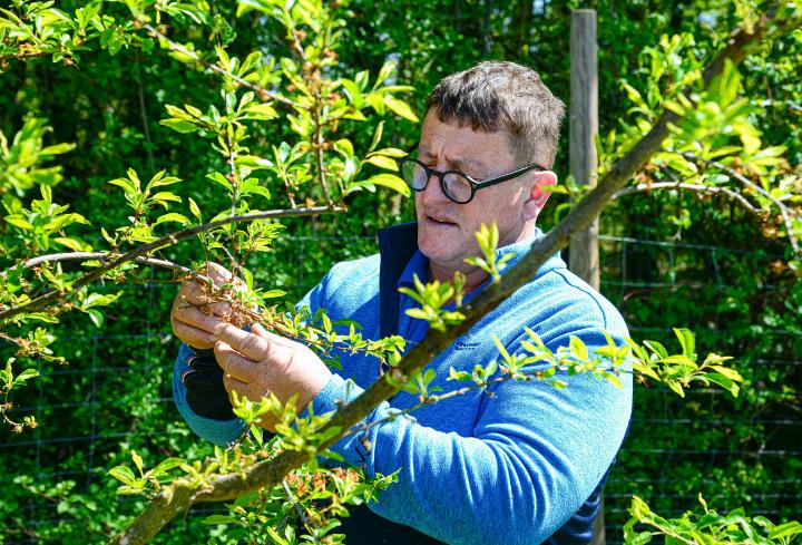 Bereits mit der Blüte war Ernst Lüthi nicht glücklich, doch bestand damals noch Hoffnung. Bilder Christian Horisberger