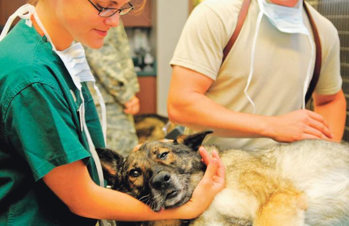 Da chirurgische Eingriffe ins Geld gehen können, schliessen Tierhalterinnen und -halter nicht selten eine Versicherung ab. Bild Pixabay