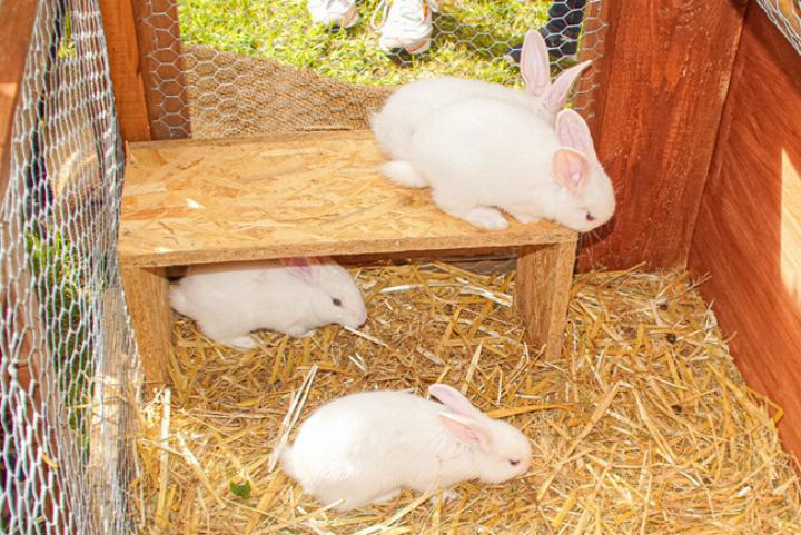 Rund 200 Tiere, vor allem Kaninchen, wurden an der Jungtierschau in Zunzgen gezeigt.
Bild Otto Graf