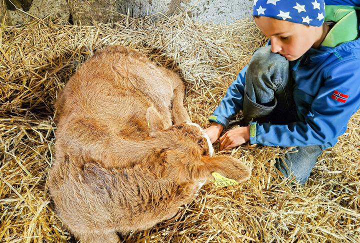 Manche Kinder haben noch nie eine Kuh oder ein Kälbchen gestreichelt. Bild zvg