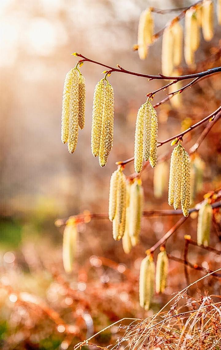Haselkätzchen im warmen Märzenlicht – erste Boten des Frühlings.
Bild zvg