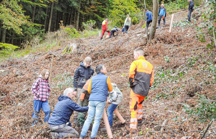 Die Freiwilligen lichten ein Waldstück aus und pflanzen Bäume. Bilder pcm.